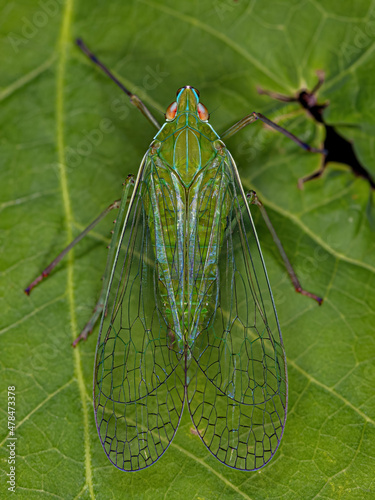 Adult Green Dictyopharid Planthopper Insect photo