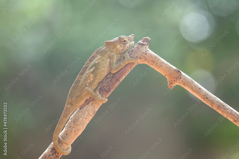 Little Chameleon on Branch