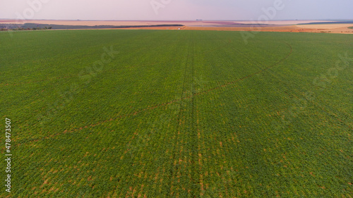 Aerial View of Green drills or rows of potatoes growing at a plantation in Brazil. The plants are tall, rich green with lots of leaves.