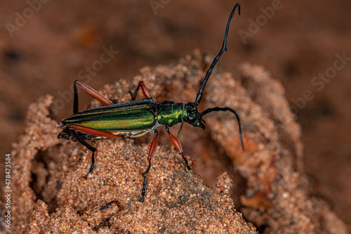 Adult Typical Longhorn Beetle photo