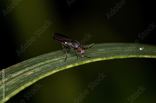 Adult Acalyptrate Fly photo