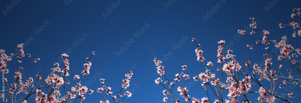 Almond blossoms against deep blue sky background in spring