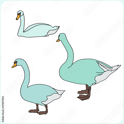Graphic sketch. Swans. Pattern.Image on white and colored background.