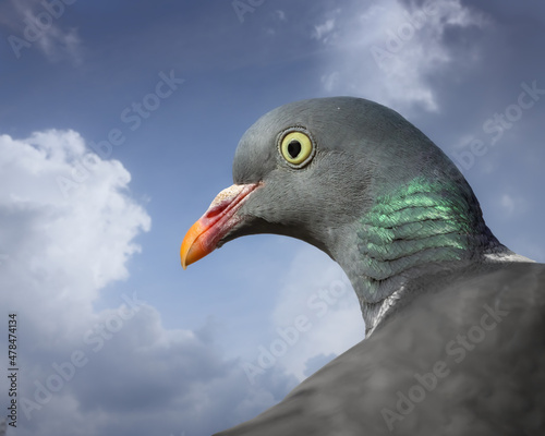 Wood pigeon in front of a blue sky 