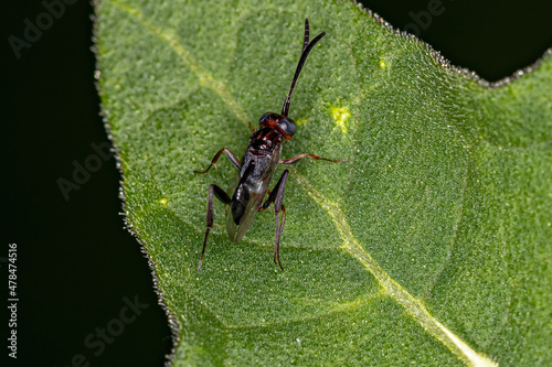 Adult Ensign Wasp photo