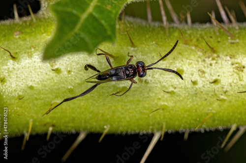 Adult Ensign Wasp photo