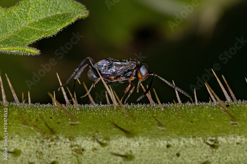 Adult Ensign Wasp photo