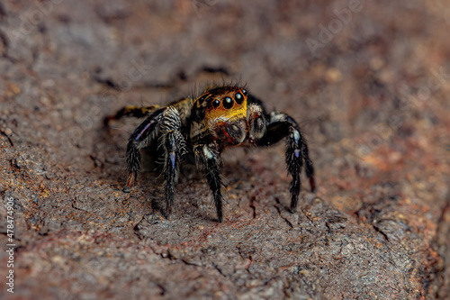 Male adult jumping spider photo