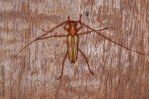 Typical Longhorn Beetle photo