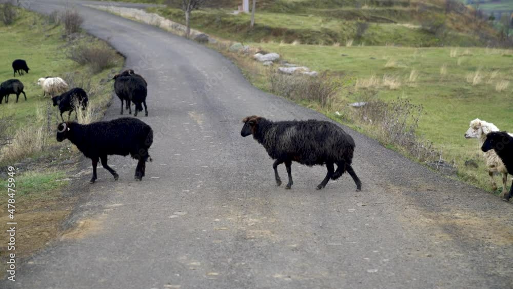 Flock of sheep crossing a country road on the beautiful mountain meadow, in eastern Turkey Flock of sheep crossing a country road on the beautiful mountain meadow, in eastern Turkey