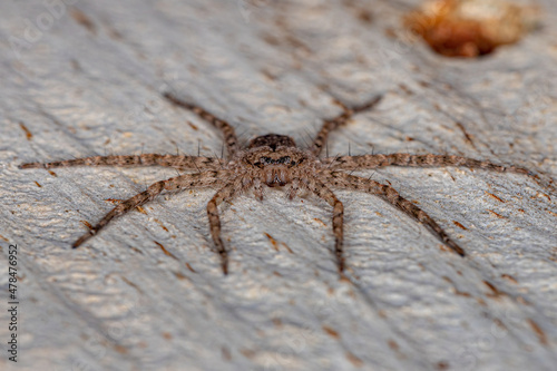 Small Crescent-eyed Spider photo