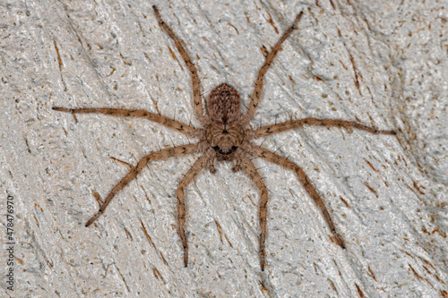 Small Crescent-eyed Spider photo