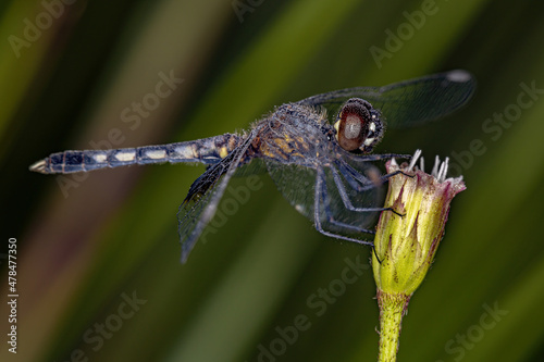 Adult Dragonfly Insect photo