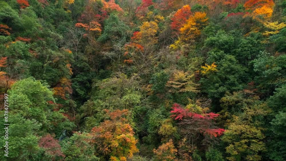 Aerial colorful autumn woods in the mountain Aerial colorful autumn woods in the mountain
