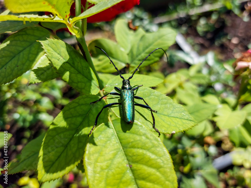 Macro shot of adult musk beetle (Aromia moschata) with very long antennae and coppery and greenish metallic tint on green leaf surrounded with green vegetation in summer