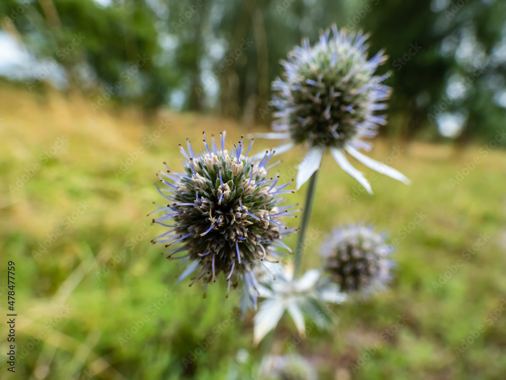 Macro shot of blue flower heads with collars of spiky bracts of blue eryngo or flat sea holly (Eryngium planum) with branched silvery-blue stems