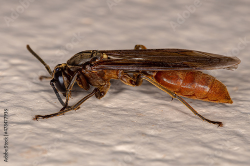 Adult Nocturnal Paper Wasp photo