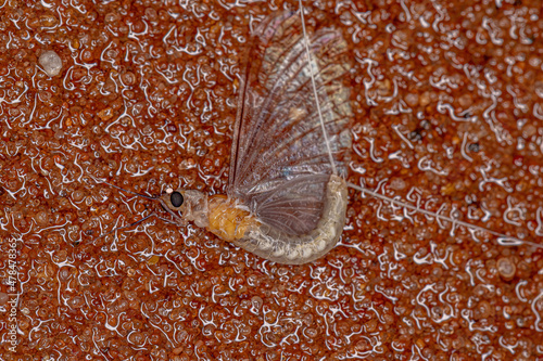 Adult Pale Burrower Maylfly photo