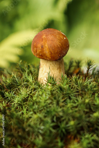 small mushroom growing in green forest moss, Boletus aestivalis