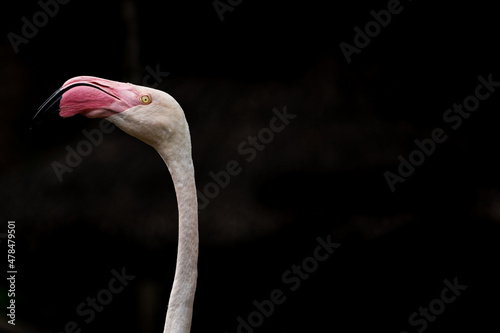 Flamingos close up a headshot.