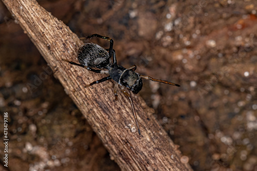 Adult Jumping Spider photo