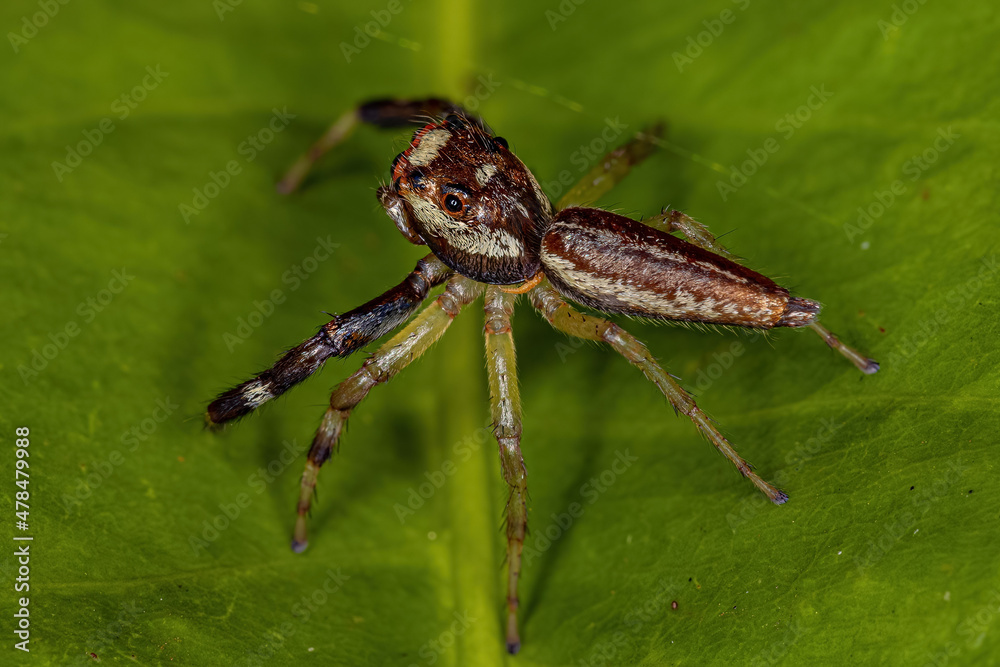Jumping Spider with a parasitoid insect Mantidfly larva in the neck