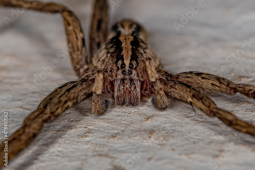 Adult Wandering Spider photo