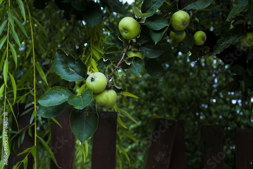 Apple fruit in the wild garden