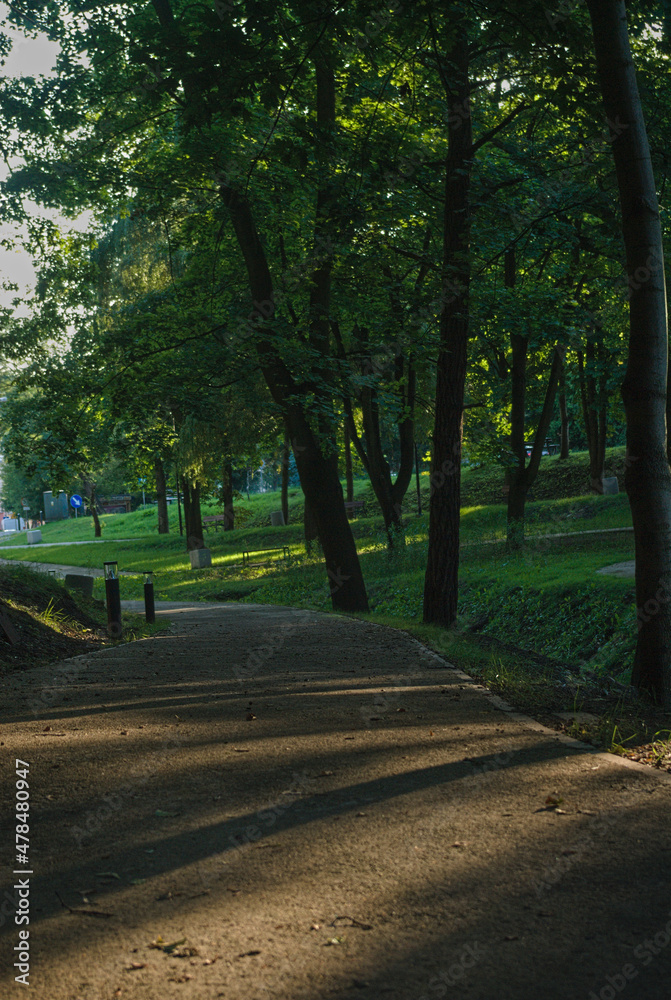 Naklejka premium forest 