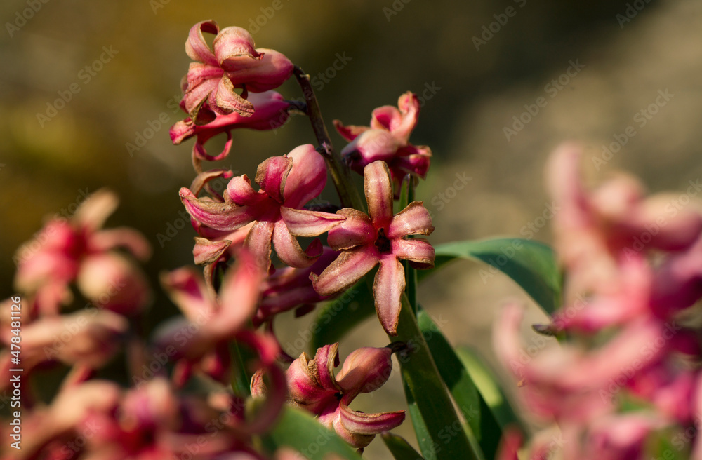 A close-up on a pink flowers. Warm colors.