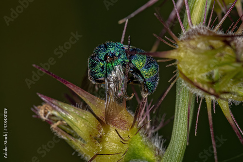 Dead Adult Cuckoo Wasp photo