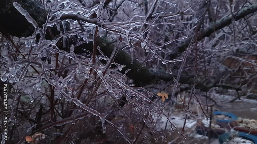 Ice-covered tree branches after freezing rain close-up Ice-covered tree branches after freezing rain close-up