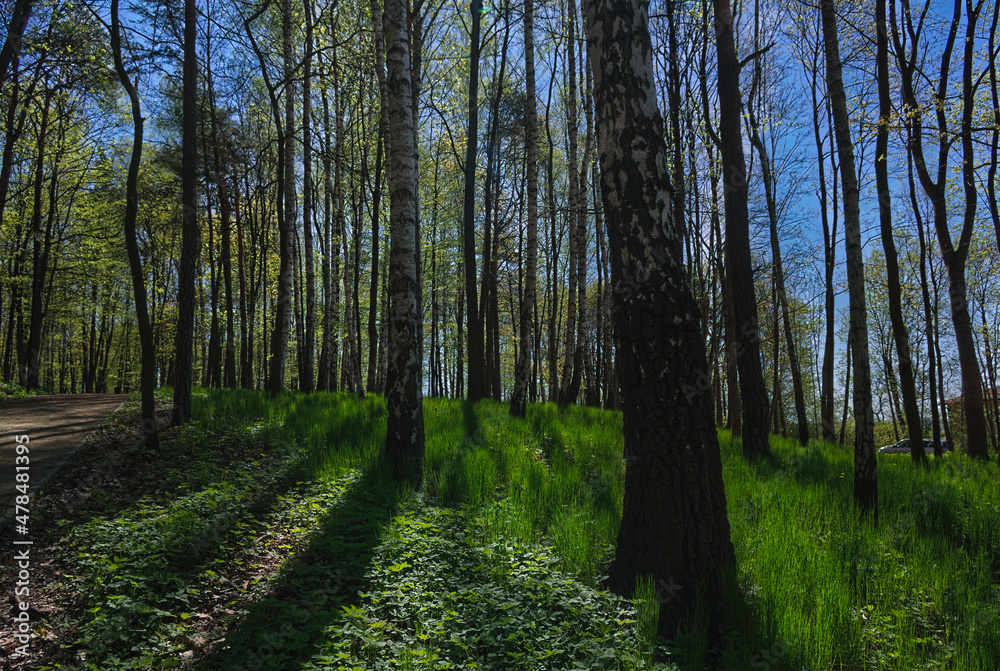 Obraz premium foster 