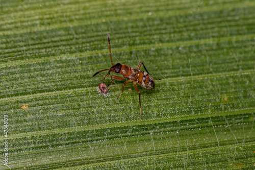 Dirt-colored Seed Bug Nymph photo