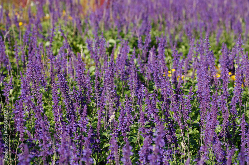 Lavendel  Lavandula angustifolia   Deutschland  Europa