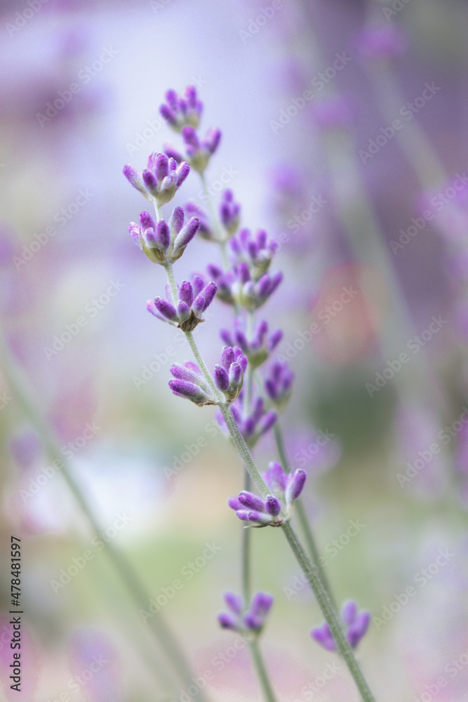 Obraz premium close up of lavender flowers