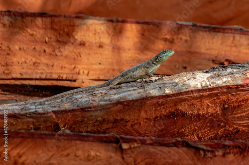 Small ground lizard photo