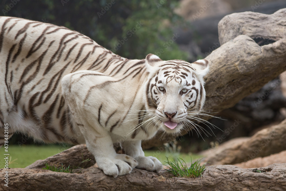 Fototapeta premium Tiger