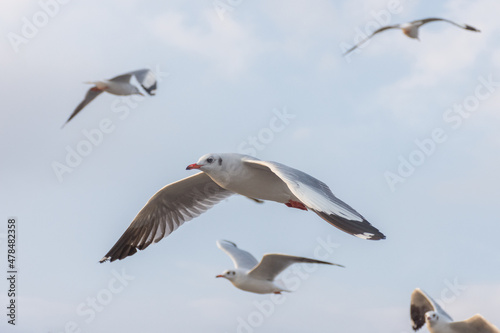 seagull at Bangpu