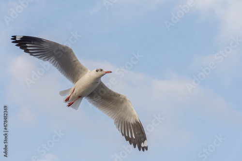 seagull at Bangpu