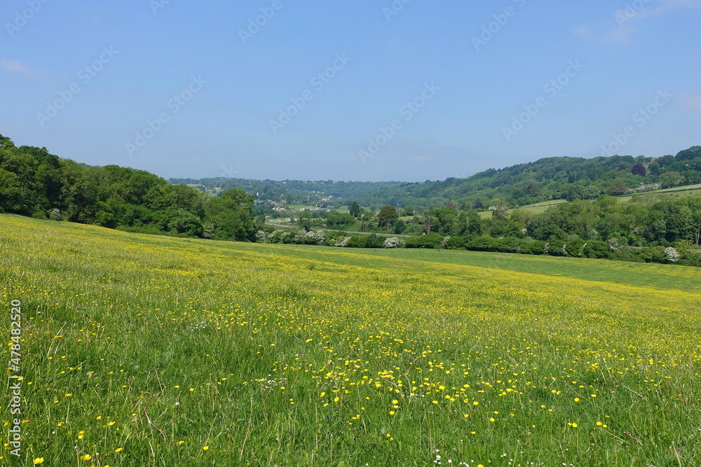 Scenic View of a Field of Yellow Buttercup Flowers in a Beautiful Valley in Spring - Namely the Avon Valley near Bath in Somerset England