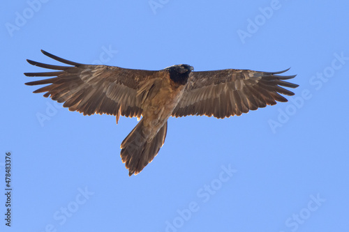 Gypaète barbu Gypaetus barbatus Lammergeier Bearded vulture  in flight from below, blue sky background © Romuald