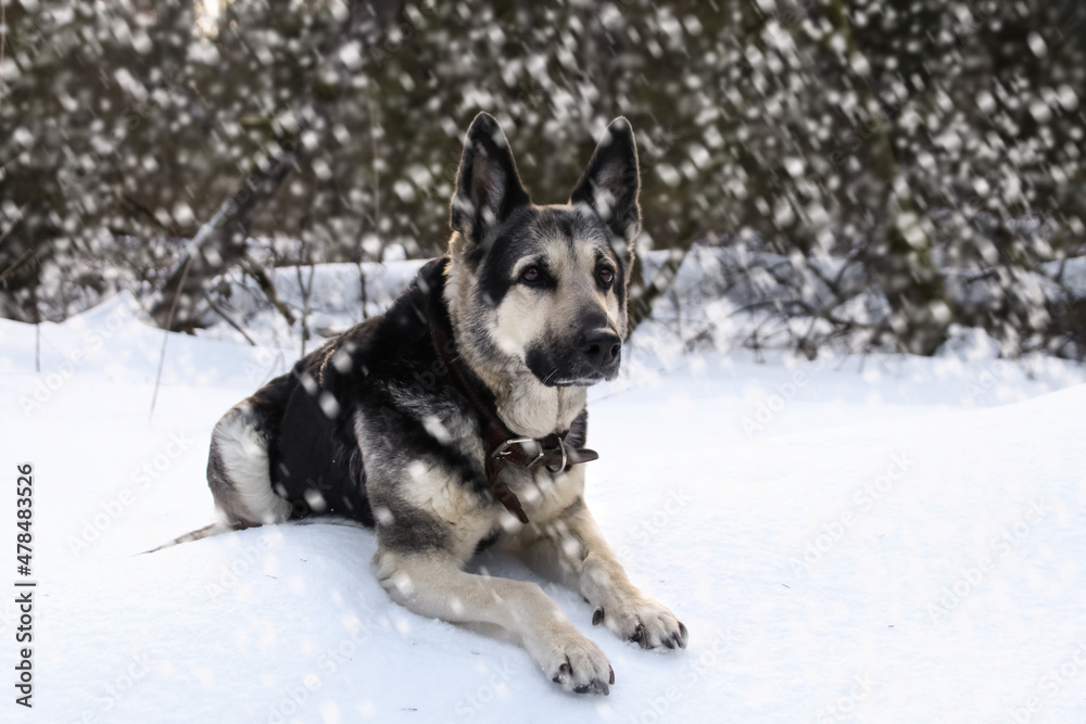 East evropean shepherd dog in winter in the forest during a snowfall