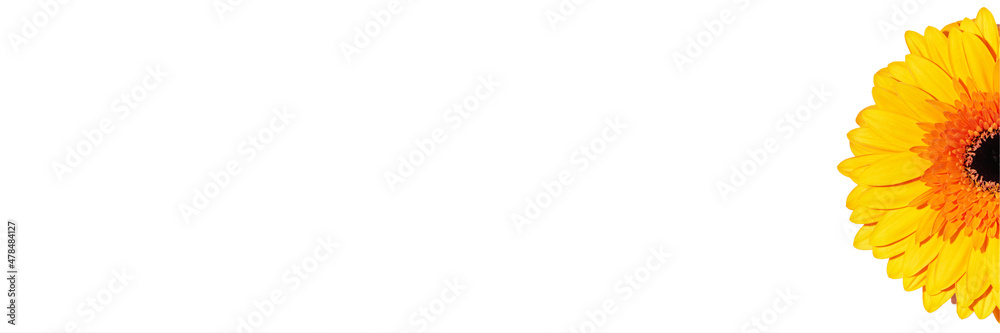 Gerbera flower macro banner photo on a white background. Valentine's Day. The beginning of spring. Copy space. Top view. Flat lay. Isolated. Gerbera flower macro banner photo on a white background. Valentine's Day. The beginning of spring. Copy space. Top view. Flat lay. Isolated.