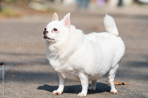 chubby fat white chihuahua puppy