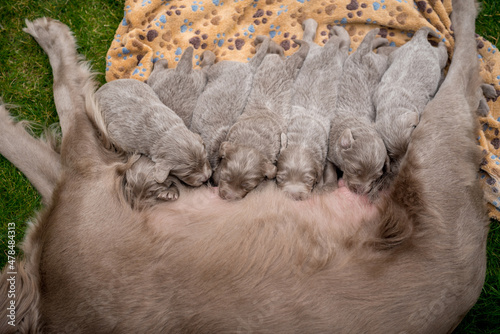 Seven newborn longhair weimaraner puppies drink at their mother dog. Small pedigree gray dogs grow up with their families.