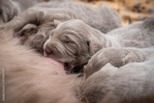Seven newborn longhair weimaraner puppies drink at their mother dog. Small pedigree gray dogs grow up with their families.