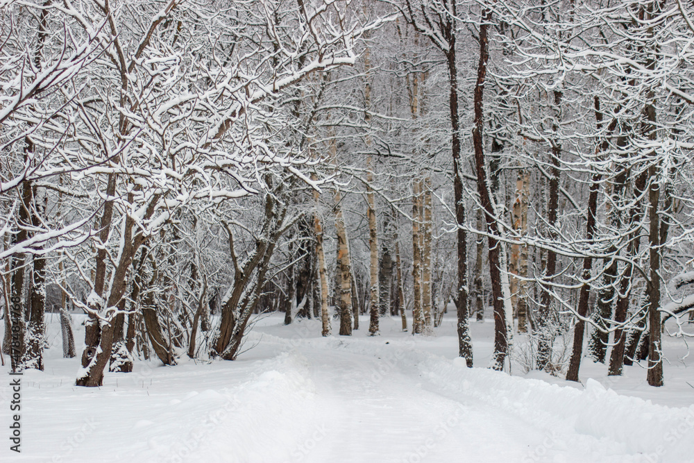 Fototapeta premium snow covered trees in the forest