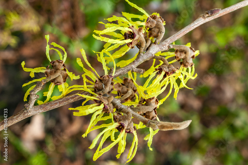 Hamamelis x Intermedia 'Pallida' (Witch Hazel) a winter spring flowering tree shrub plant which has a highly fragrant springtime yellow flower and leafless when in bloom stock photo image photo