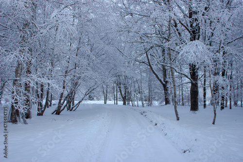 Snowy forest road. Snow covered trees in the forest © Edite